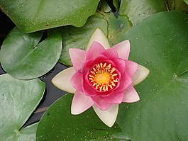 睡蓮,花,水生植物