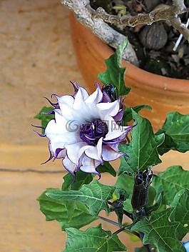 花,自然,開花