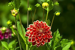 嬌琴紗,開花,花