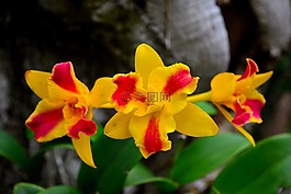 花,蘭花,性質(zhì)