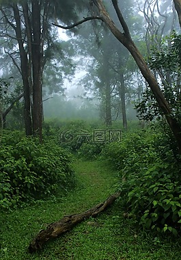 樹,綠色,薄霧