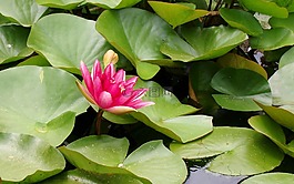 睡蓮,水,水生植物
