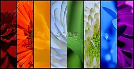 鮮花,紫,廠