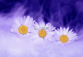 雛菊,鮮花,白