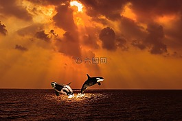 獸人,海,云計算