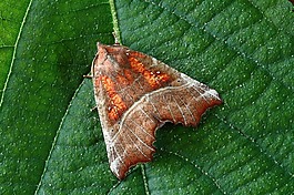 蛾,特寫,昆蟲