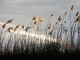 海灘草,太陽,自然