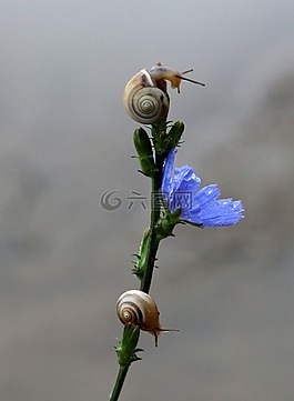 蝸牛,花卉,藍(lán)色