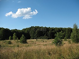 景观,kampinos,国家