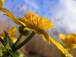 春天的花朵,花,藍(lán)色的天空