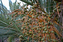 水果,樹(shù),食品
