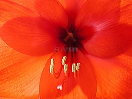 花,植物區(qū)系,花瓣