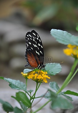 蝴蝶,動(dòng)物,昆蟲