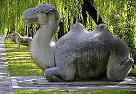 駱駝,中國,綠色