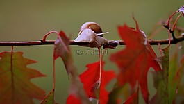 蝸牛,葉子,紅色