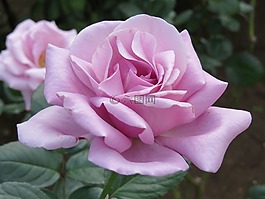玫瑰,野花,花
