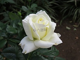 玫瑰,野花,花