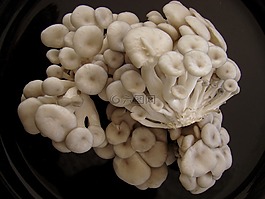 姬菇,蘑菇,真菌