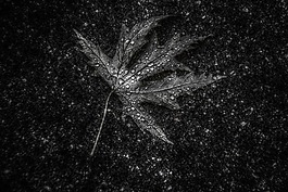 葉,人類發展報告,紋理
