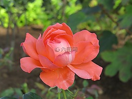 玫瑰,花,野花