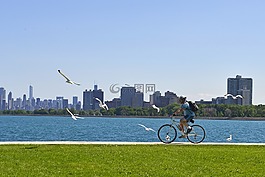 芝加哥,密歇根湖,海鷗