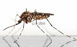 蚊子,昆蟲,schnake