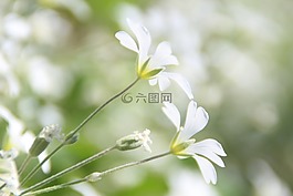 鮮花,講究,微妙
