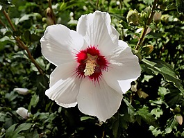 槿,花卉,白花