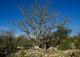 死樹(shù),橡木,灌木叢