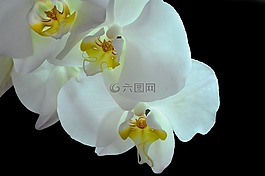 兰花,phanaelopsis,花