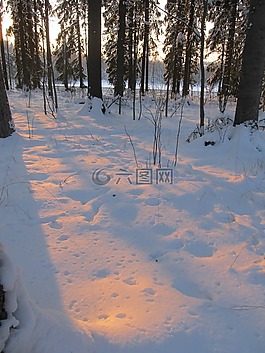 冬天,六,森林