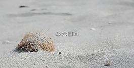 砂,海,海灘