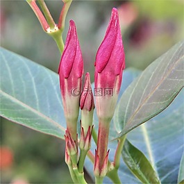 花蕾,紅色,綠色