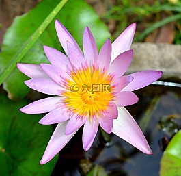 蓮花,花,廠