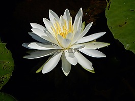 水禮,百合,水
