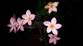瓷器花,瓷花,美麗的花朵