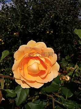 花卉,玫瑰,黃色