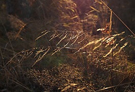干草,森林,光