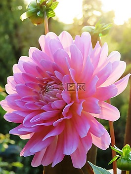 嬌琴紗,粉紅色,開花