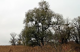 性質(zhì),樹,樹木