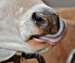 牛,鼻子,動物