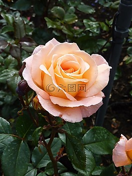 玫瑰,開(kāi)花,關(guān)閉
