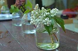 花,綠色,春