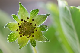 草莓,植物,性質(zhì)