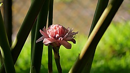 花,粉紅色,亞洲