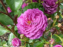 玫瑰,開(kāi)花,玫瑰花園