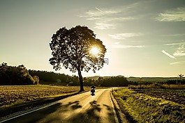 摩托車,樹,日落