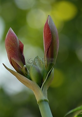 紋理,分支機構(gòu),樹