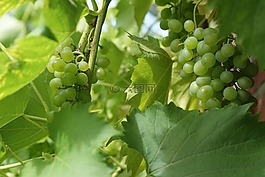 葡萄,水果,藤