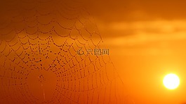 蜘蛛網(wǎng),露水,日出